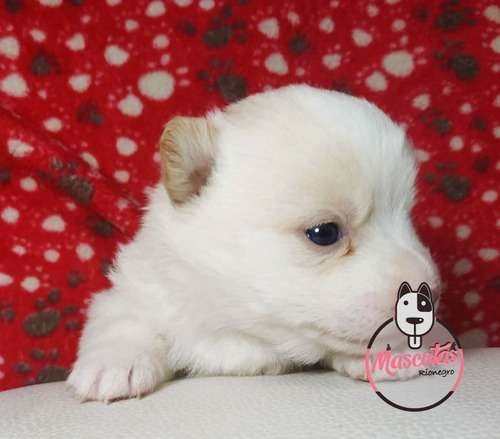 Pomsky Precio en Bogota Cali 1 Pomsky Precio en Bogota Cali