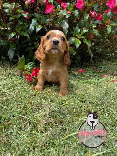 Cocker Spaniel Venta 3 Cocker Spaniel Venta - Image 3