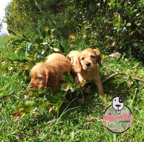 Perros Cocker En Venta En Cali 3 Perros Cocker En Venta En Cali - Image 3