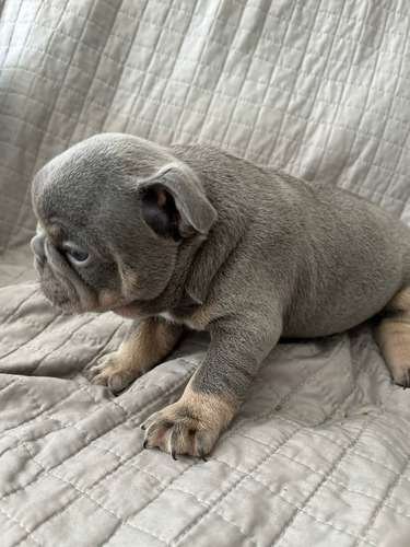 Comprar Cachorro De Bulldog Frances Mascotas Medellin 4 Comprar Cachorro De Bulldog Frances Mascotas Medellin - Image 4