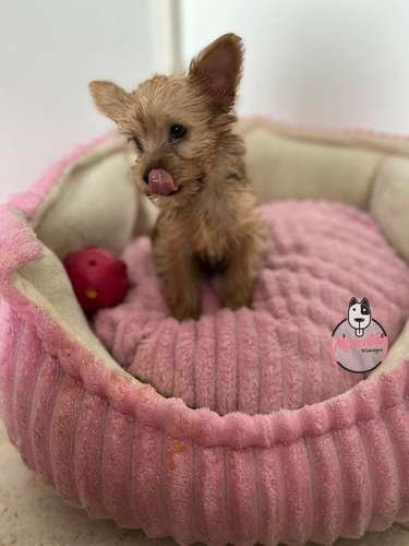 Yorkshire terrier Dorado Medellin y Bogota 3 Yorkshire terrier Dorado Medellin y Bogota - Image 3