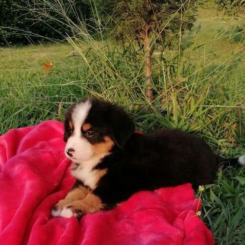 Bernés de la Montaña precio en Pereira 1 Bernés de la Montaña precio en Pereira