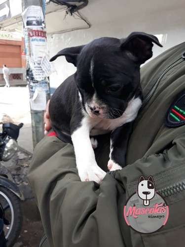 Criaderos Boston Terrier En Cali 1 Criaderos Boston Terrier En Cali