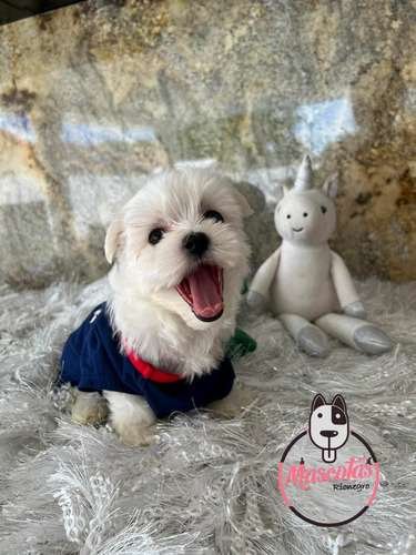 Perro Bichon Maltes Precio Rebajado 1 Perro Bichon Maltes Precio Rebajado