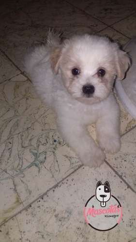 Perros Maltes En Venta Medellin Bogota Cali 1 Perros Maltes En Venta Medellin Bogota Cali