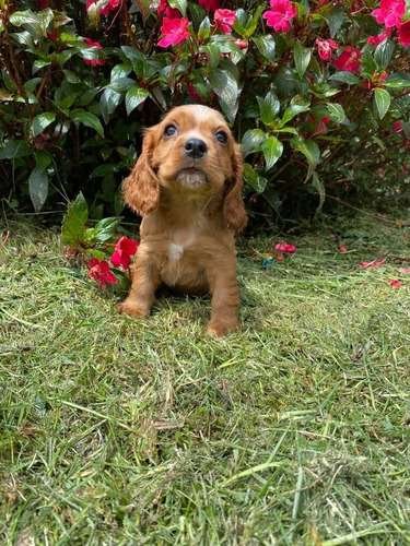 Cocker Spaniel Bebe Precio 1 Cocker Spaniel Bebe Precio