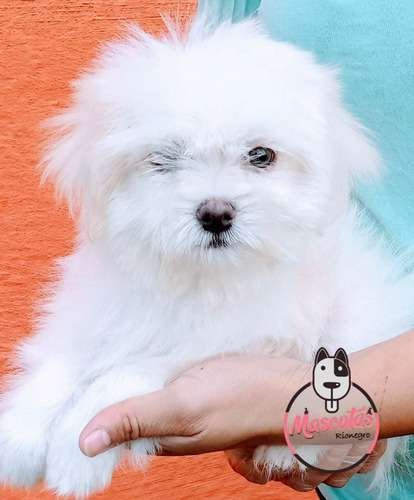 Bichon Maltes Precio Especial 1 Bichon Maltes Precio Especial