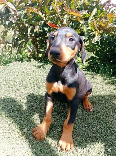 Doberman precio en Pereira 2 Doberman precio en Pereira - Image 2