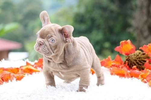 Bulldog Frances Venta De Cachorros Medellin 1 Bulldog Frances Venta De Cachorros Medellin