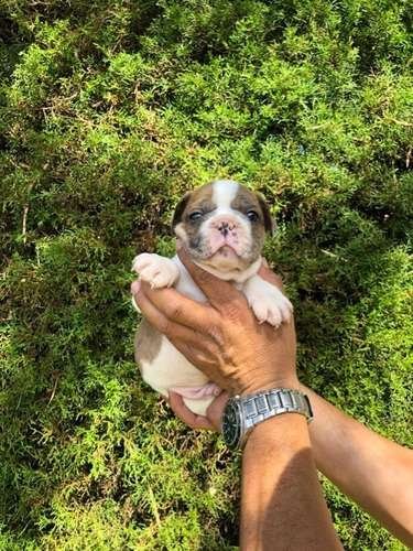 Monta de bulldog frances exotico 4 Monta de bulldog frances exotico - Image 4