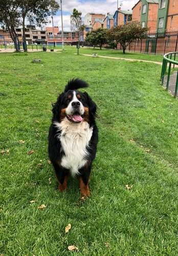 Venta De Boyero De Berna Mascotas Rionegro Medellín 3 Venta De Boyero De Berna Mascotas Rionegro Medellín - Image 3