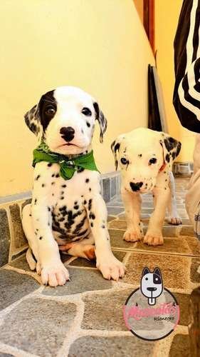 Venta de Perros Dálmata Mascotas Medellín 1 Venta de Perros Dálmata Mascotas Medellín
