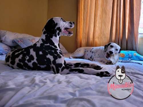 Comprar Dalmata Puro En Colombia 3 Comprar Dalmata Puro En Colombia - Image 3