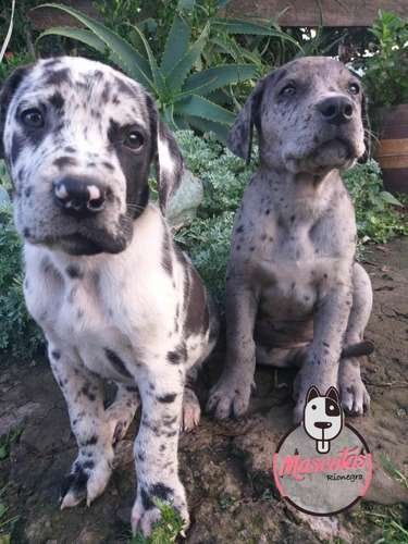 Comprar Perros Gran Danés Colombia 1 Comprar Perros Gran Danés Colombia