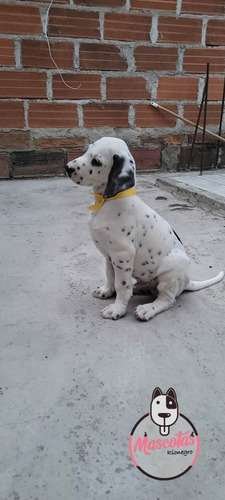 Comprar Dalmata Puro En Colombia 2 Comprar Dalmata Puro En Colombia - Image 2