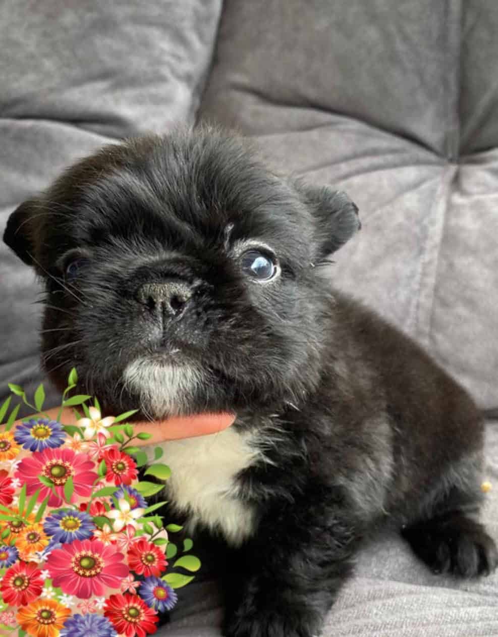 Venta de perros Bulldog Francés Fluffy Black At Medellín 3 Venta de perros Bulldog Francés Fluffy Black At Medellín - Image 3