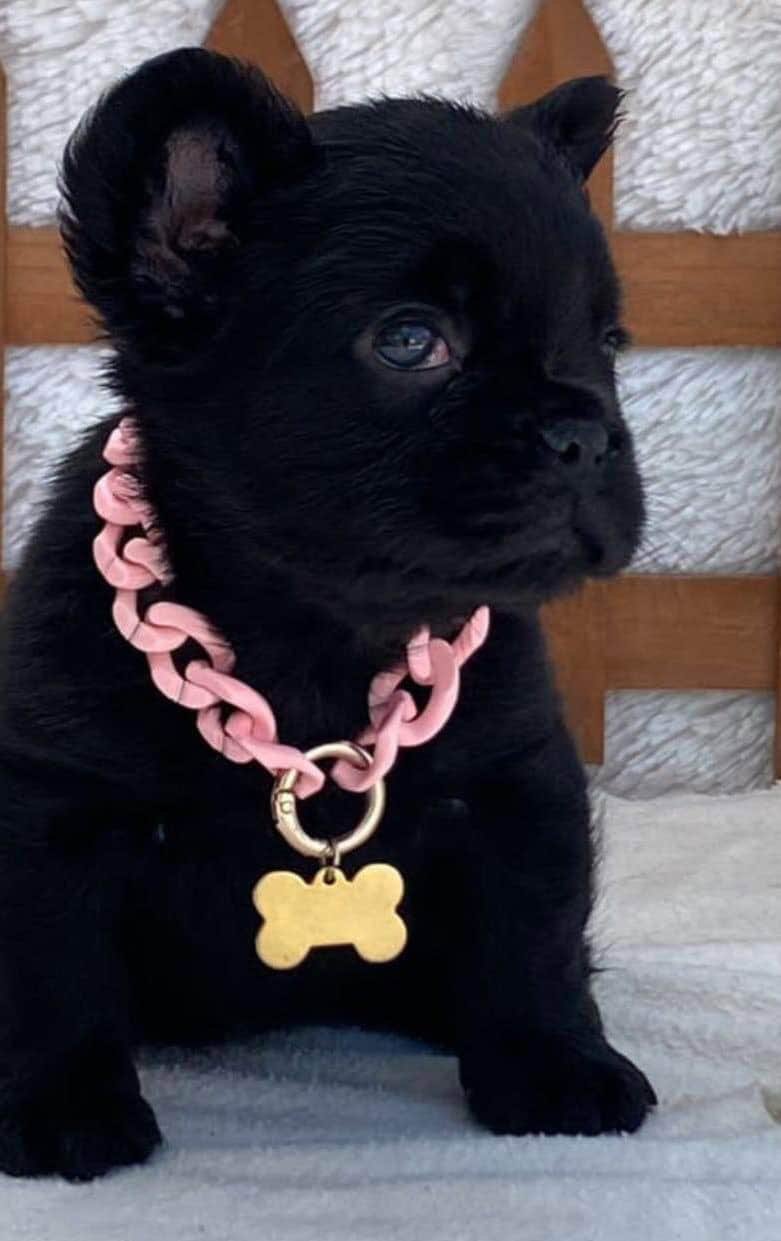 Venta de perros Bulldog Francés Fluffy Black At Medellín 2 Venta de perros Bulldog Francés Fluffy Black At Medellín - Image 2