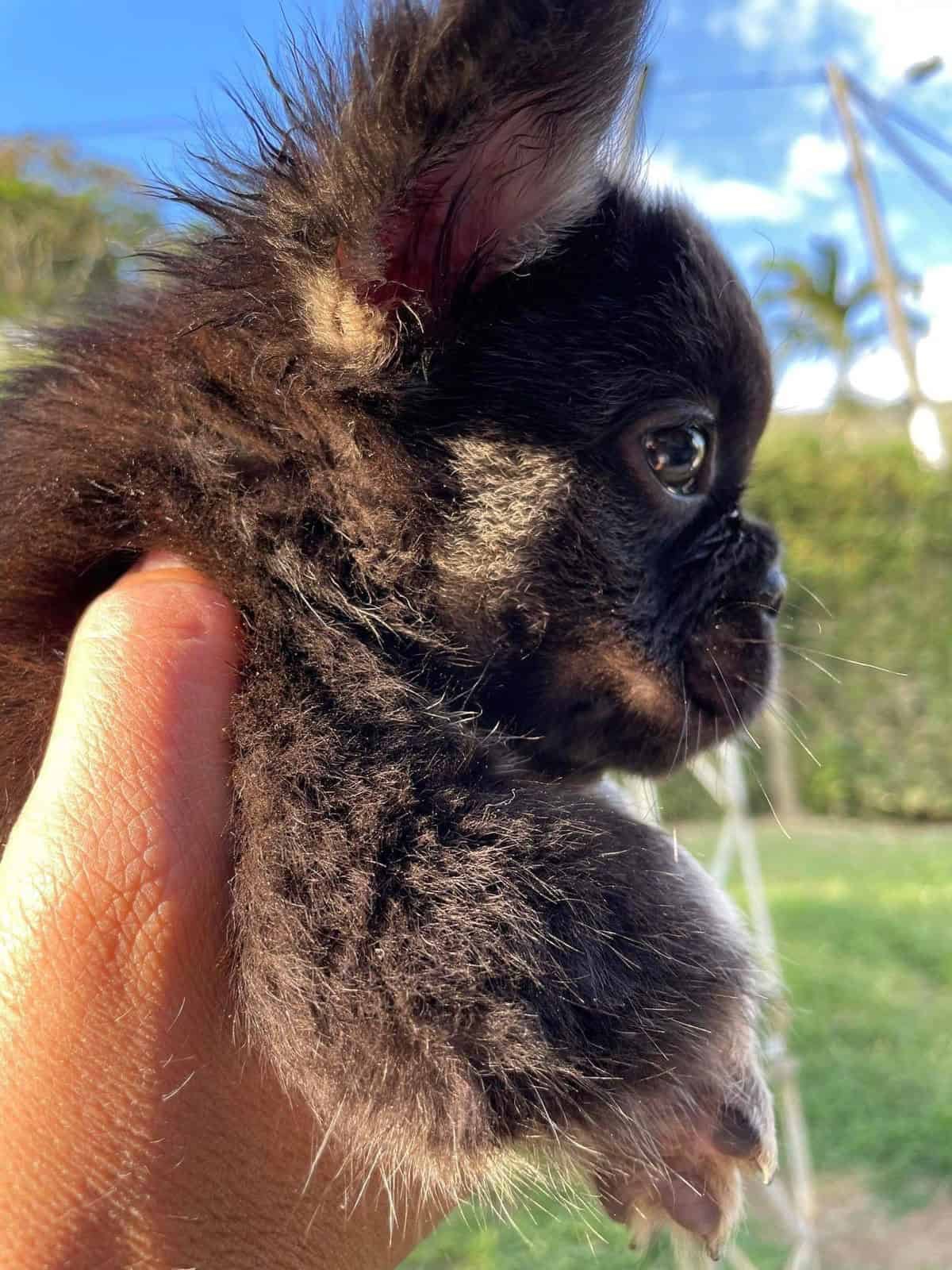 Venta de perros Bulldog Francés Fluffy Black At Medellín 1 Precio Bulldog Frances Fluffy Black At Criadero Medellin Colombia