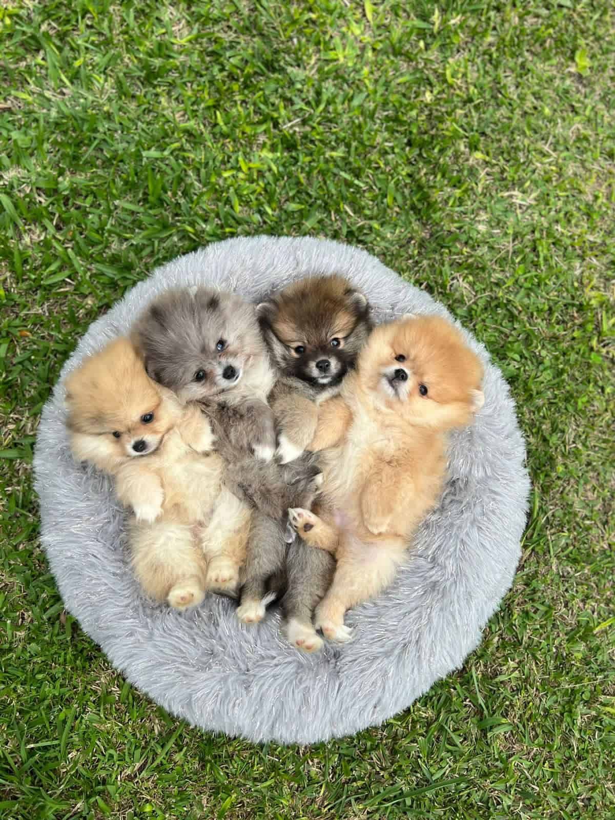 Espectacular Pomerania Ruso Mascotas Rionegro 2 Espectacular Pomerania Ruso Mascotas Rionegro - Image 2