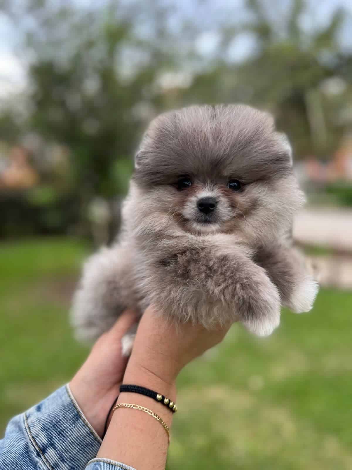 Espectacular Pomerania Ruso Mascotas Rionegro 1 Espectacular Pomerania Ruso Mascotas Rionegro