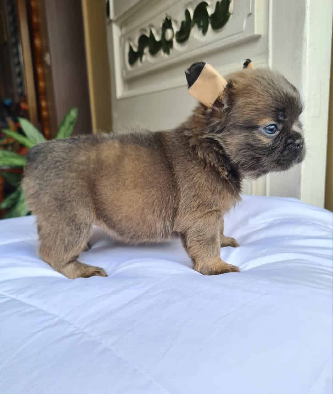 Venta de Perros Francés Fluffy Blue Fawn 1 Venta de Perros Francés Fluffy Blue Fawn