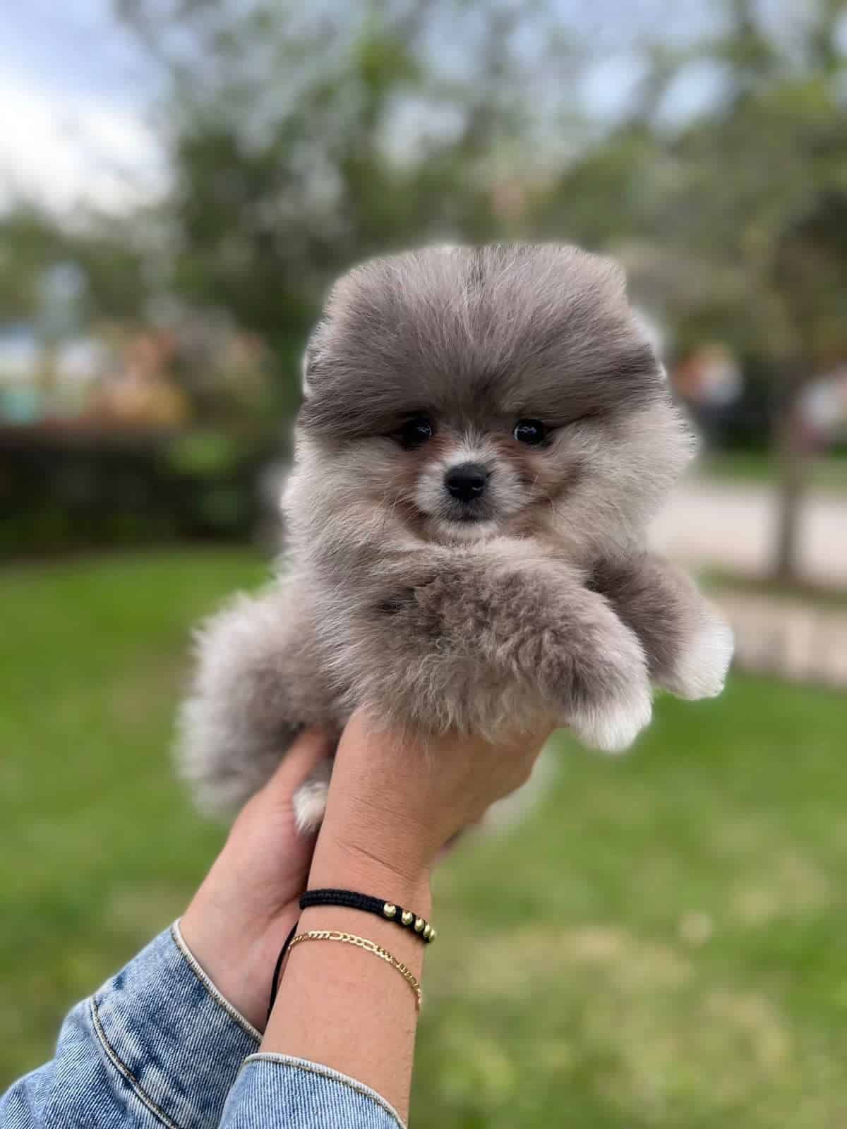Espectacular Pomerania Ruso Mascotas Rionegro 3 Espectacular Pomerania Ruso Mascotas Rionegro - Image 3