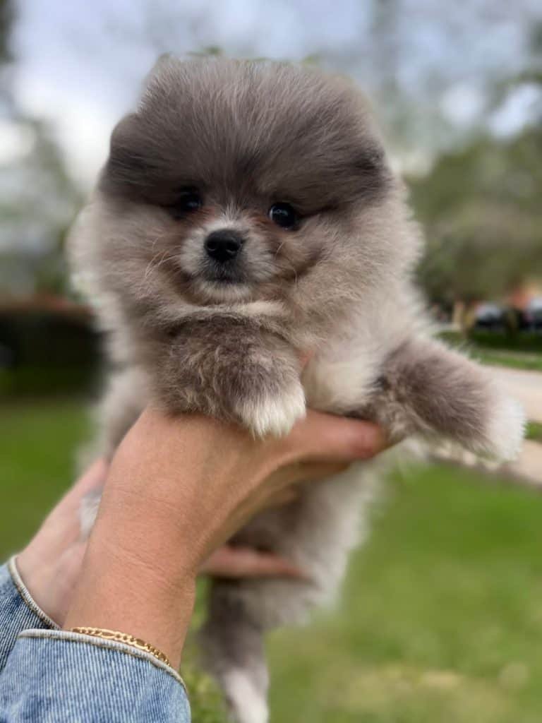 Pomerania Precio Medellin Criadero de Perros Pomerania Mascotas Medellin