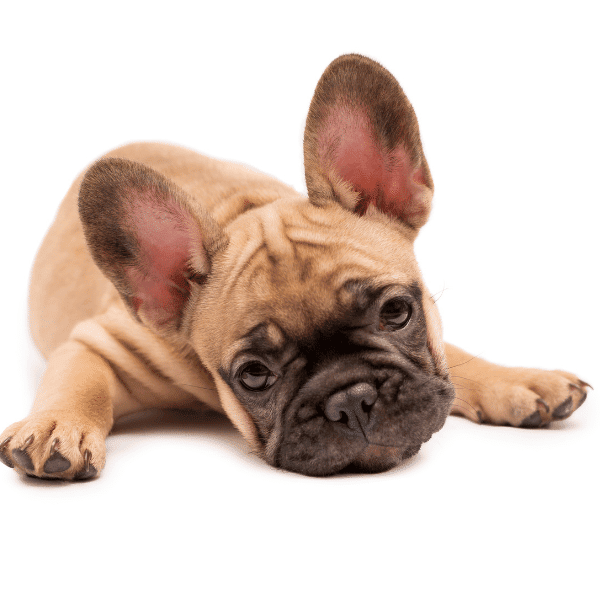 Razas Medianas 11 Bulldog frances Precio en Medellin Colombia Criadero de perros Bulldog Frances