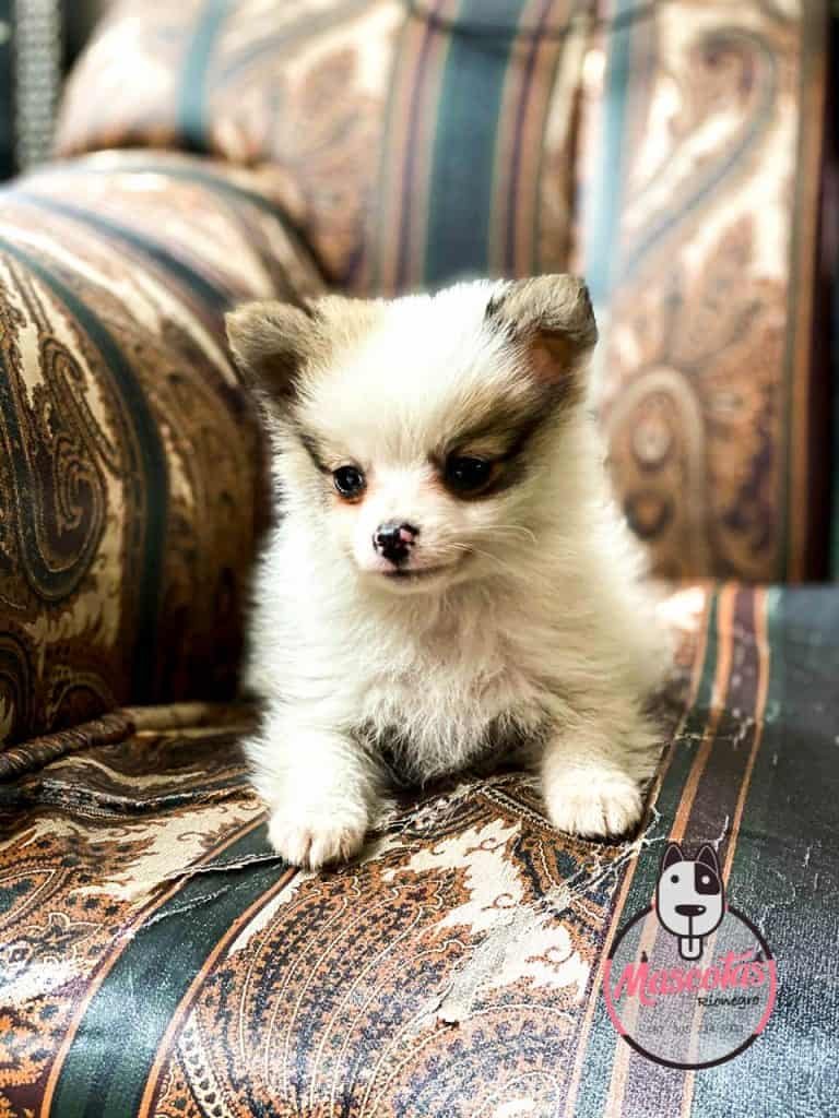 Pomerania Precio Medellin Criadero de Perros Pomerania Mascotas Medellin