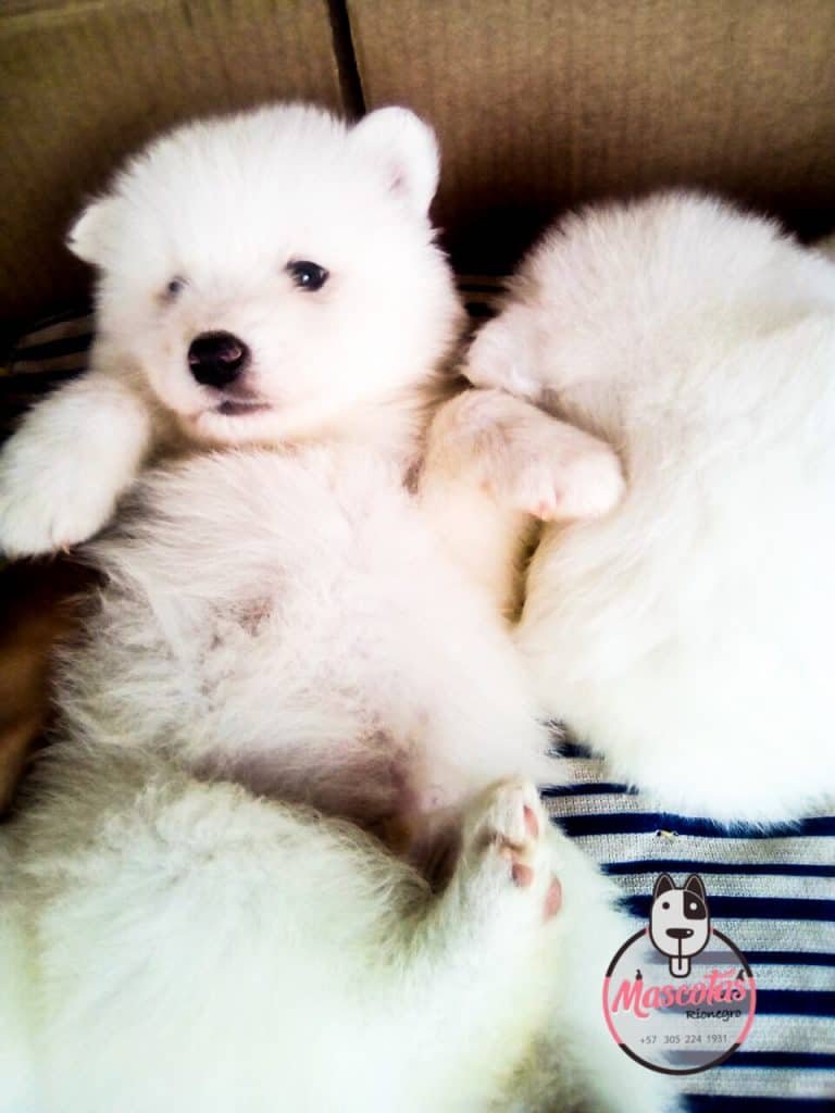 Samoyedo medellin precio