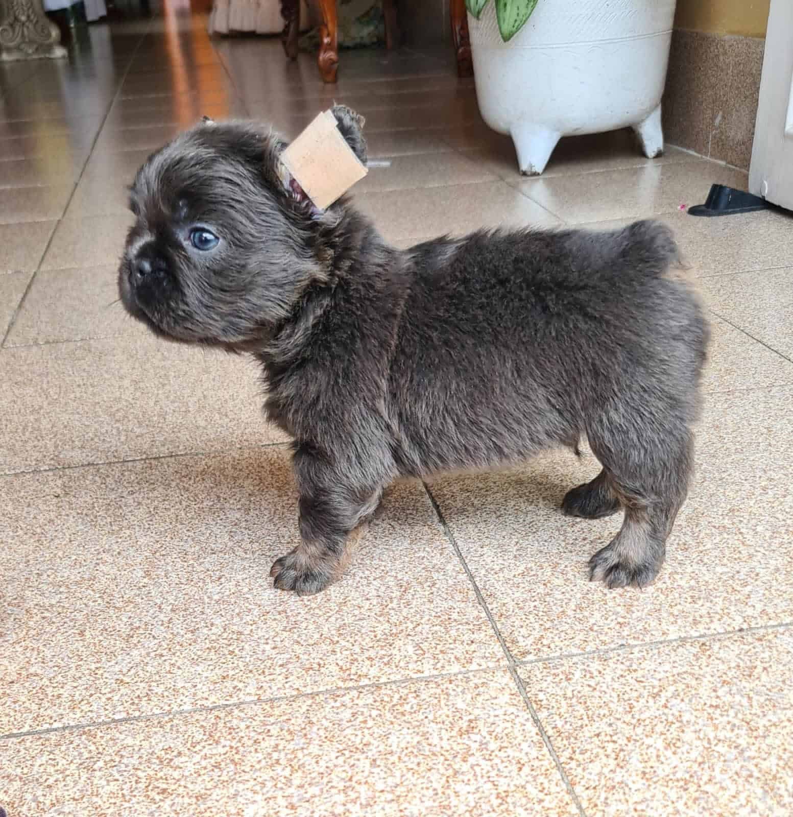 Comprar Perro Bulldog Francés Fluffy Blue At 2 Comprar Perro Bulldog Francés Fluffy Blue At - Image 2