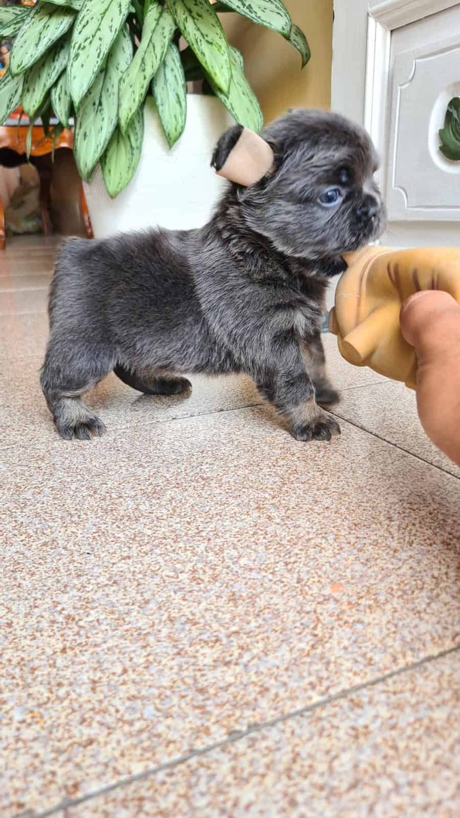 Comprar Perro Bulldog Francés Fluffy Blue At 1 Comprar Perro Bulldog Francés Fluffy Blue At