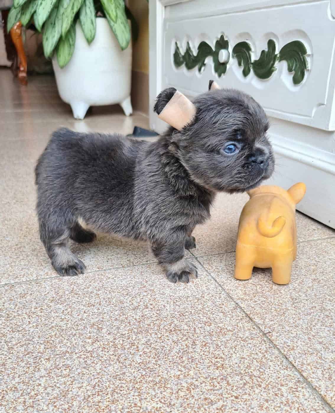 Comprar Perro Bulldog Francés Fluffy Blue At 5 Comprar Perro Bulldog Francés Fluffy Blue At - Image 5