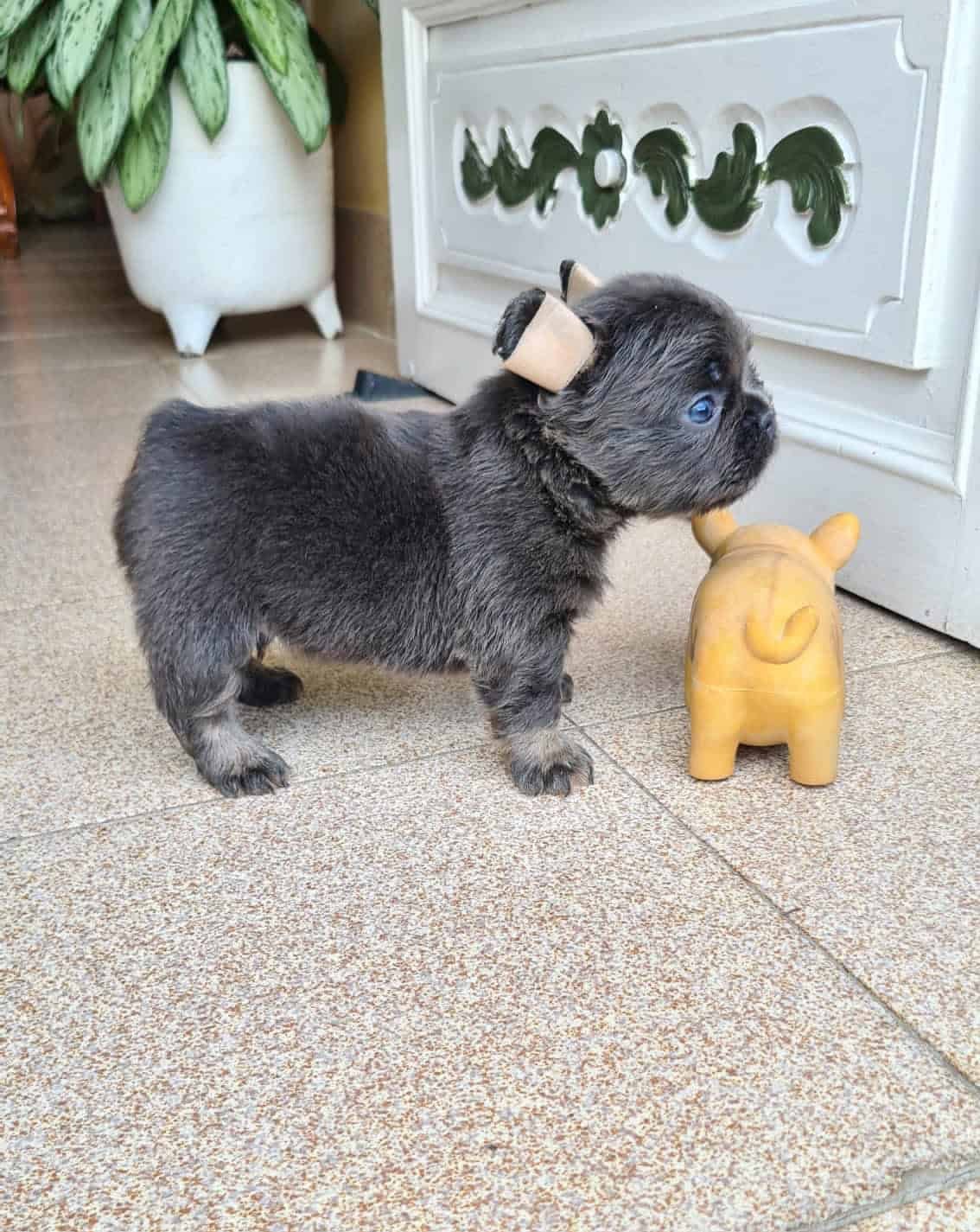 Comprar Perro Bulldog Francés Fluffy Blue At 3 Comprar Perro Bulldog Francés Fluffy Blue At - Image 3