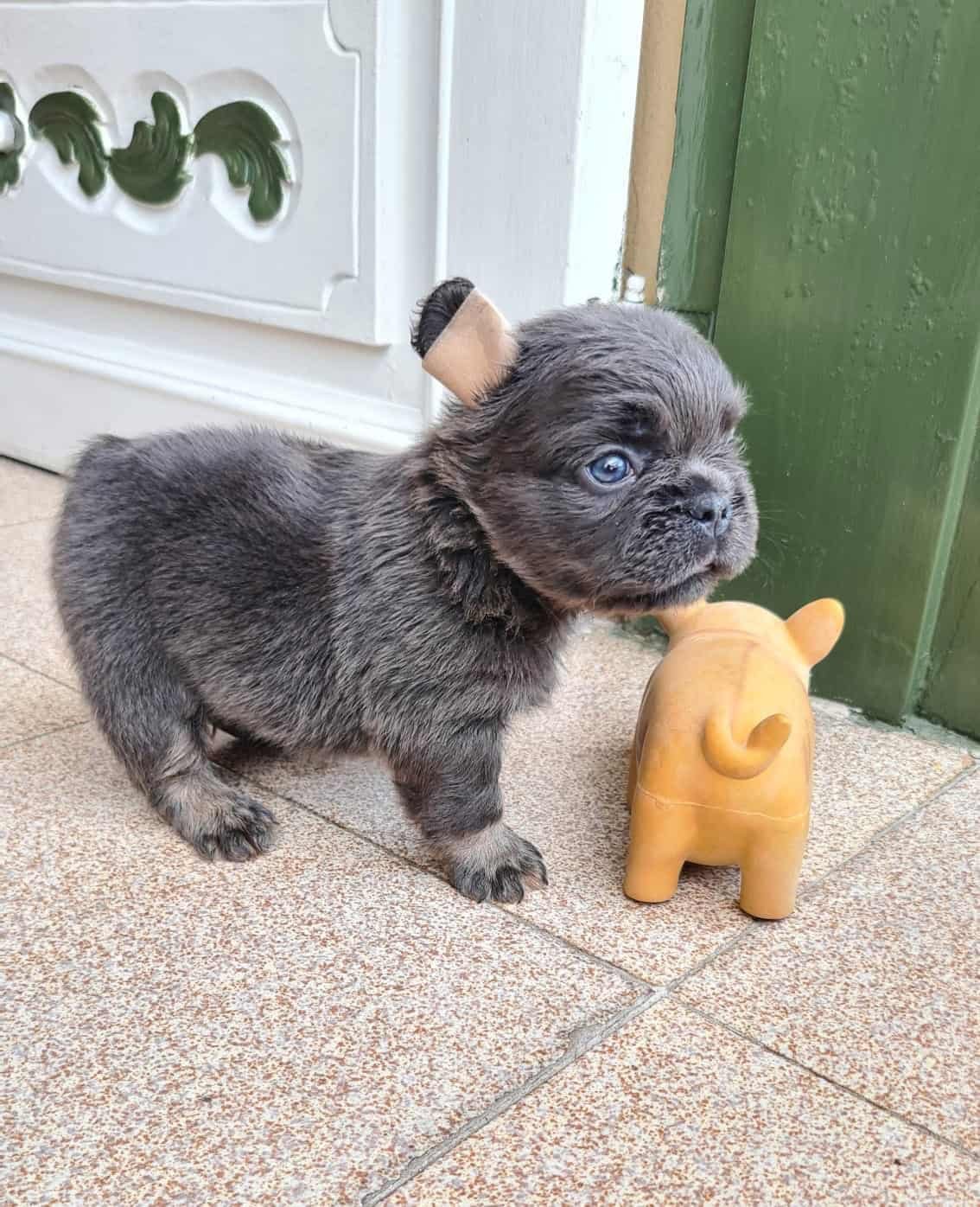 Comprar Perro Bulldog Francés Fluffy Blue At 4 Comprar Perro Bulldog Francés Fluffy Blue At - Image 4