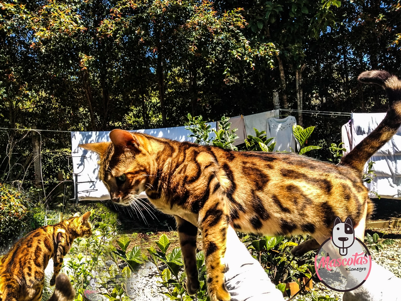 Criadero de Gatos Medellín Bengali Mascotas Medellín 22