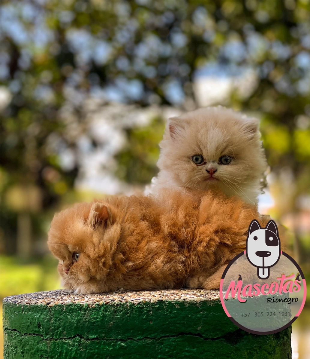 Criadero de Gatos Medellín Persa Mascotas Medellín