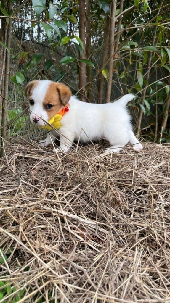 Jack Russell Terrier