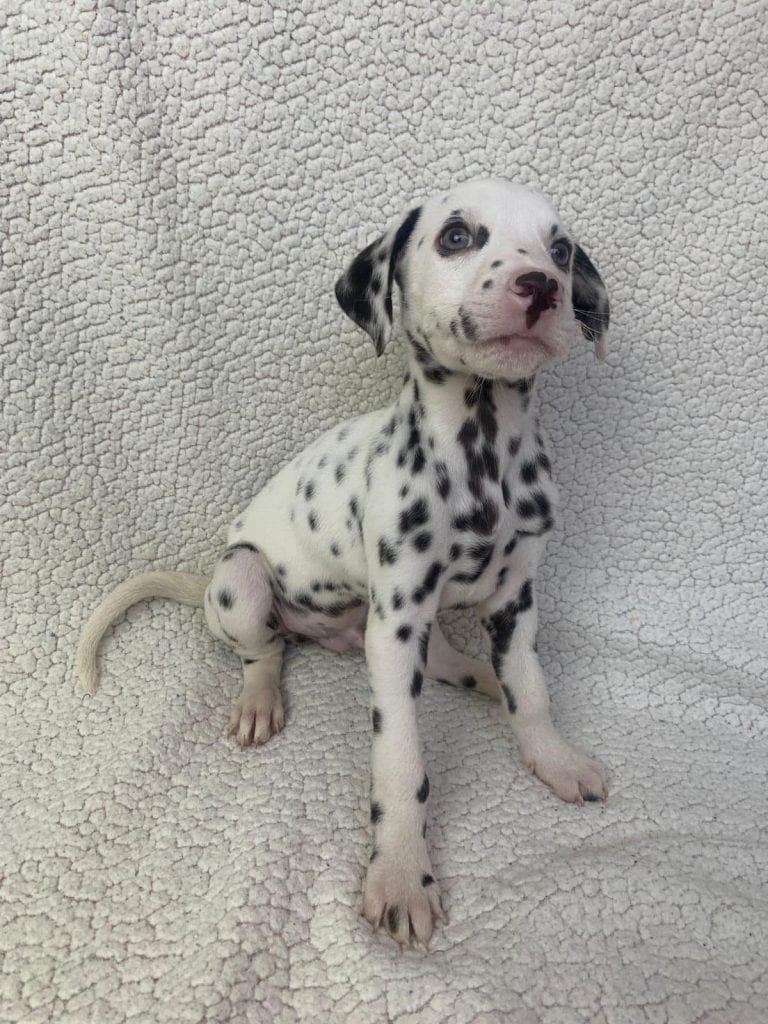 criadero dalmata