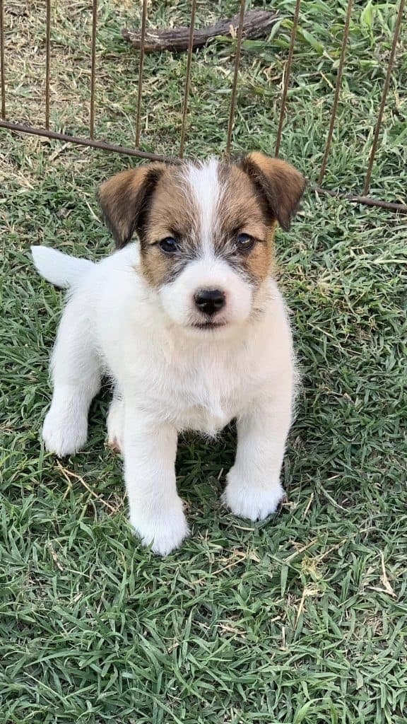 Jack Russell Terrier