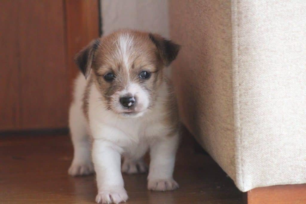 Jack Russell Terrier