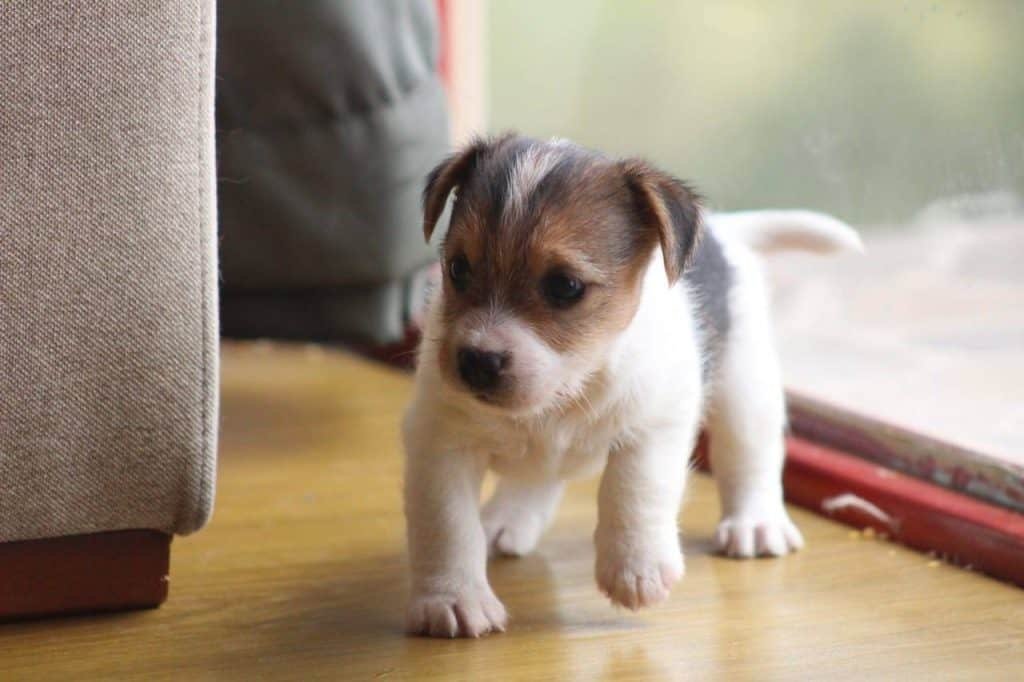 Jack Russell Terrier