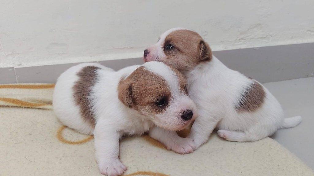 Jack Russell Terrier