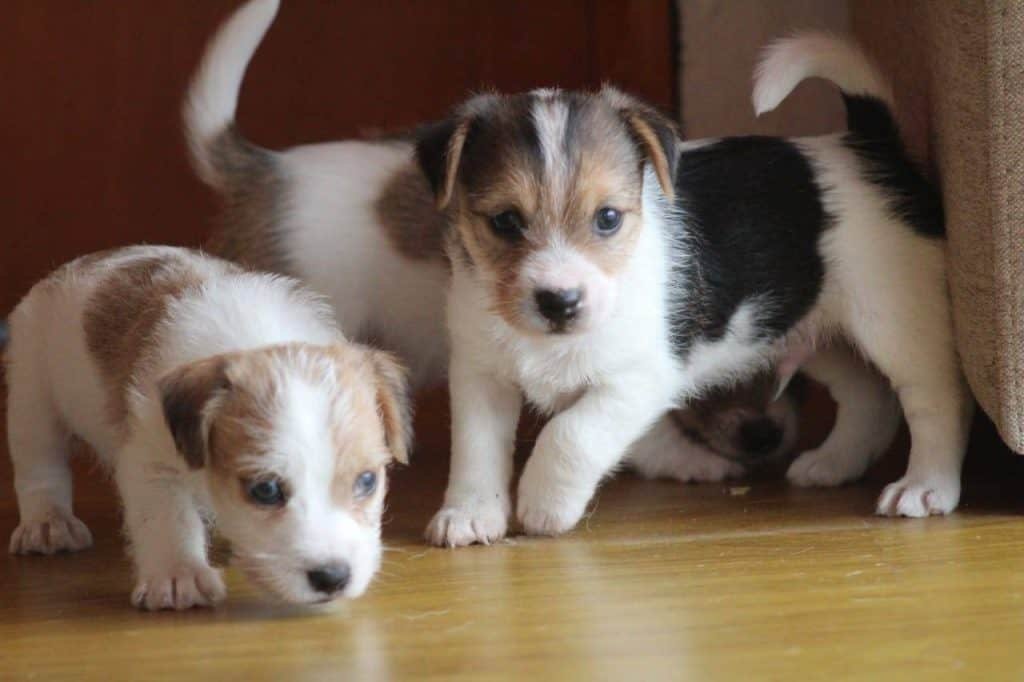 Jack Russell Terrier