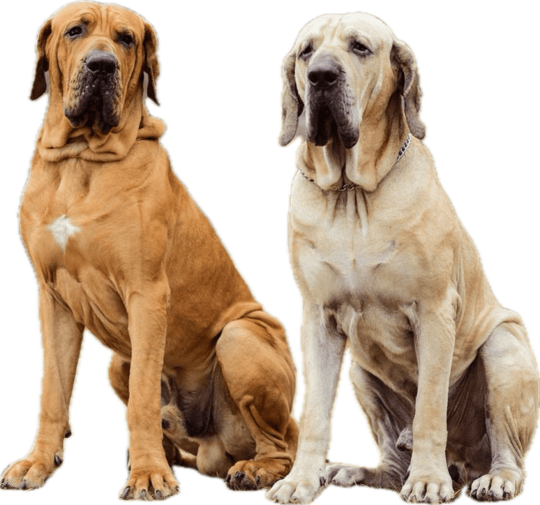 criadero fila brasileiro