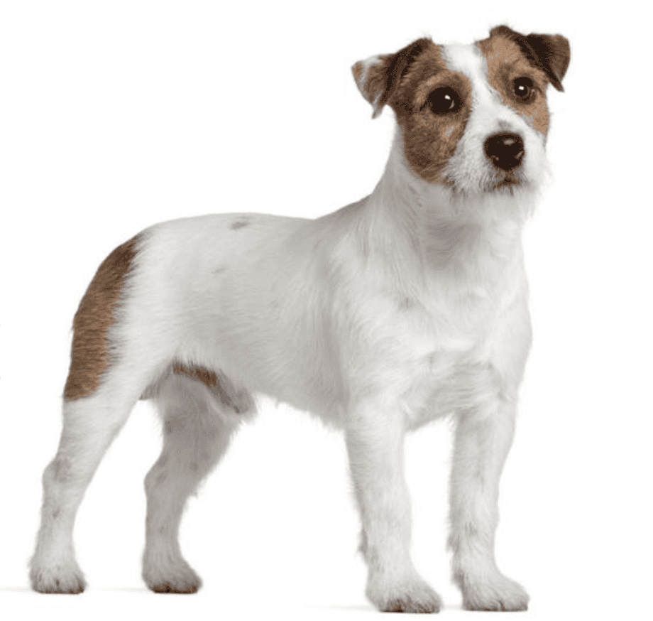 Jack Russell Terrier