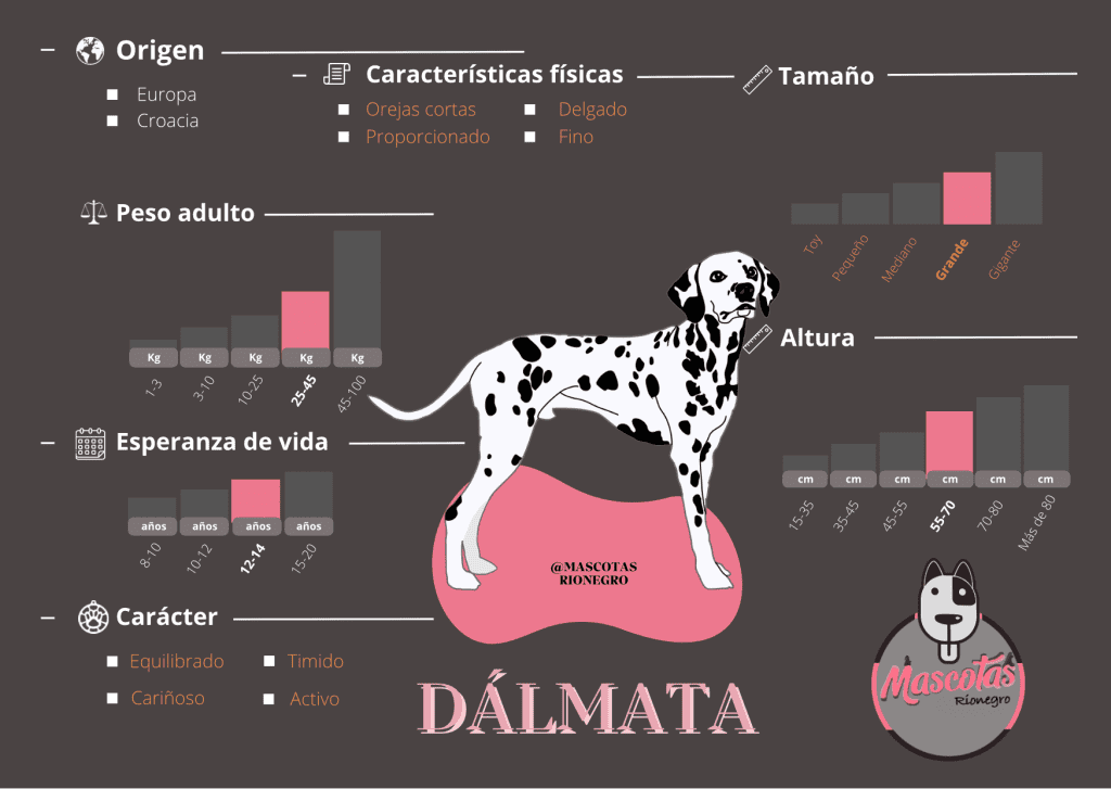 criadero dalmata