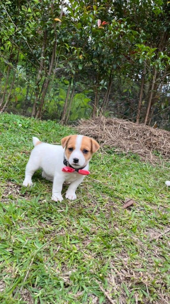 Jack Russell Terrier