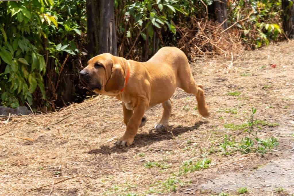 criadero fila brasileiro
