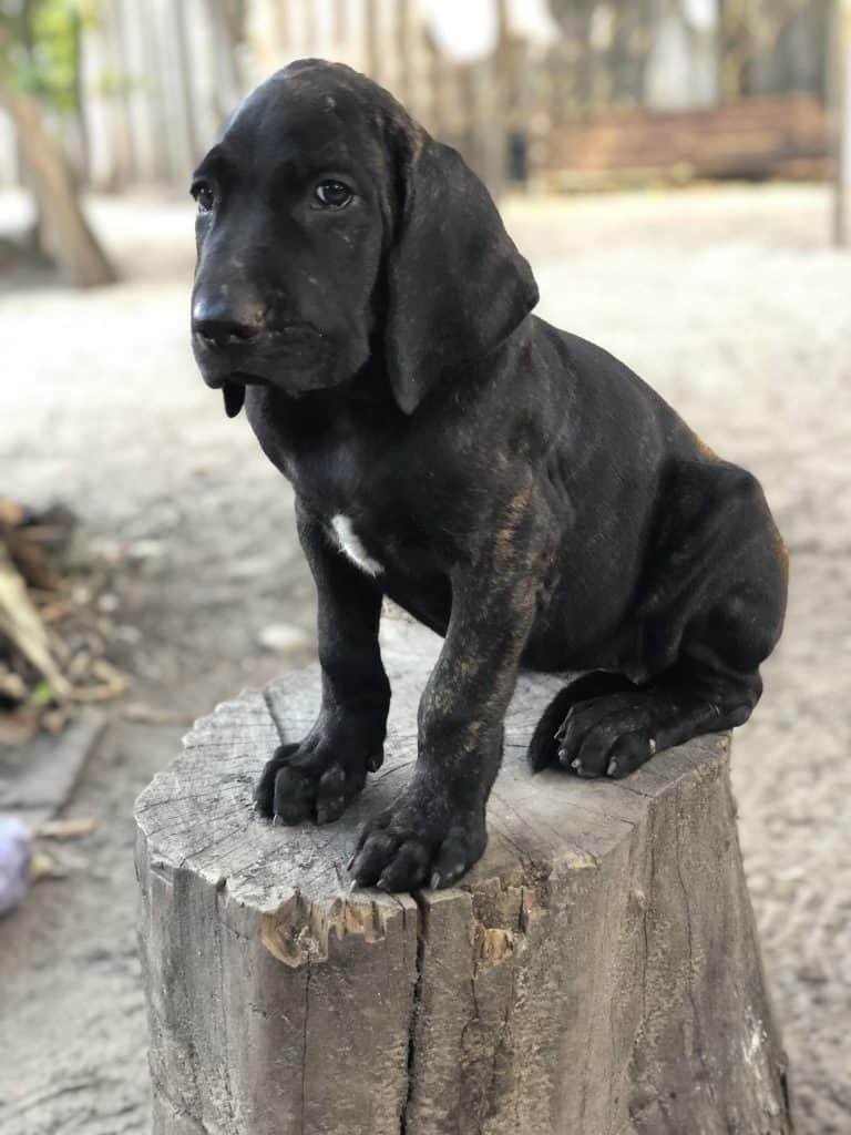 criadero fila brasileiro